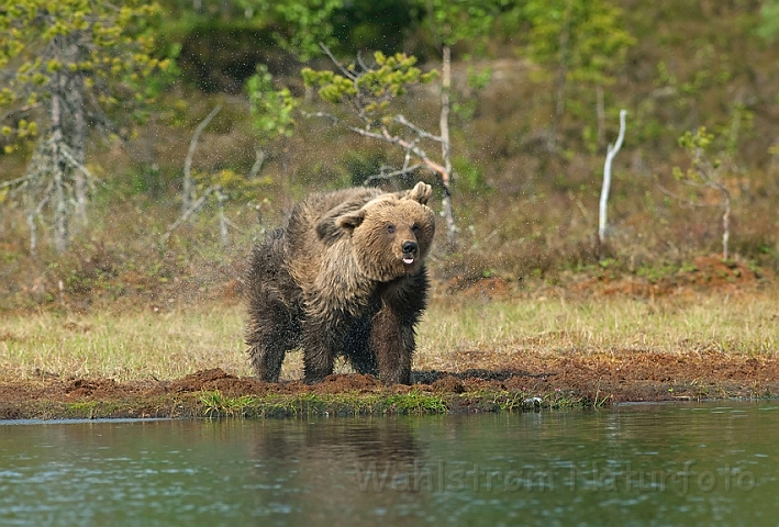 WAH009079.jpg - Brun bjørn (Brown Bear), Finland