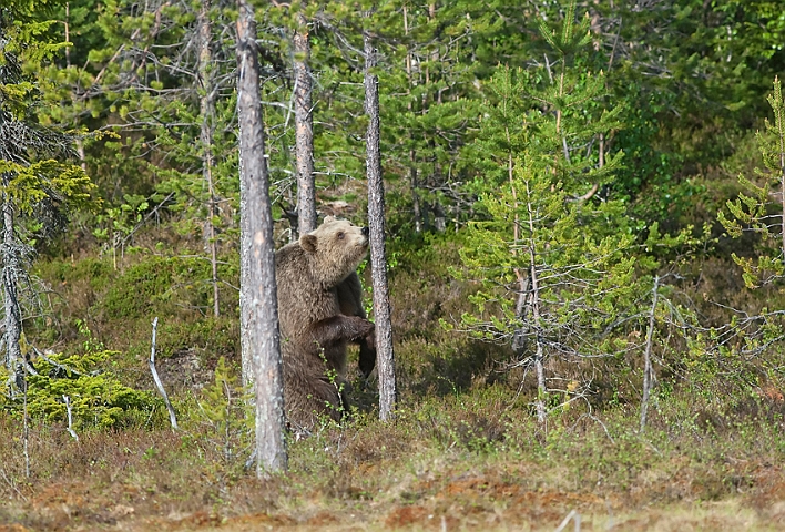 WAH009092.jpg - Brun bjørn (Brown Bear), Finland