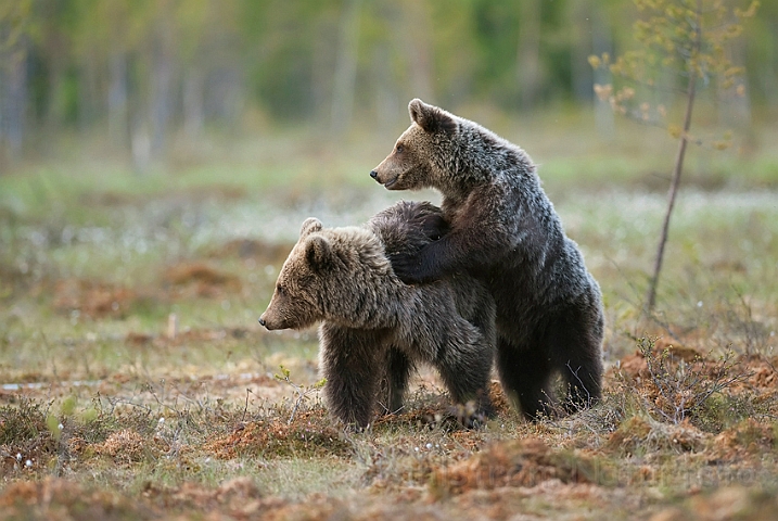 WAH009143.jpg - Brune bjørne (Brown Bears), Finland