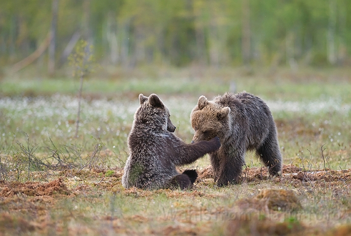 WAH009151.jpg - Brune bjørne (Brown Bears), Finland