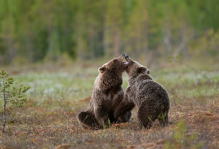 WAH009162.jpg - Brune bjørne (Brown Bears), Finland