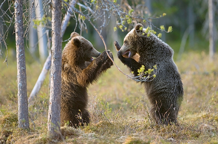 WAH009180.jpg - Brune bjørne (Brown Bears), Finland