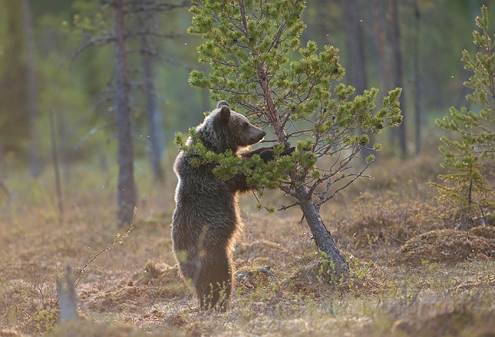 WAH009181.jpg - Brun bjørn (Brown Bear), Finland