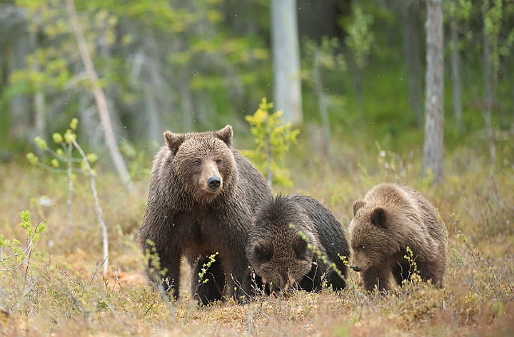 WAH009187.jpg - Brun bjørn (Brown Bear), Finland