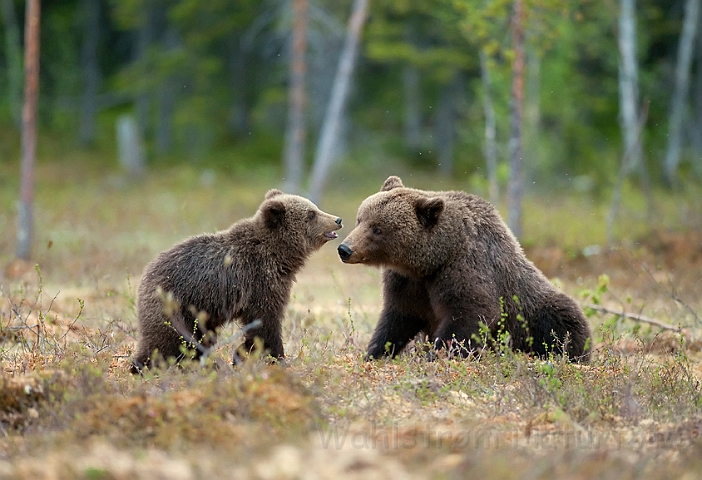 WAH009204.jpg - Brun bjørn (Brown Bear), Finland