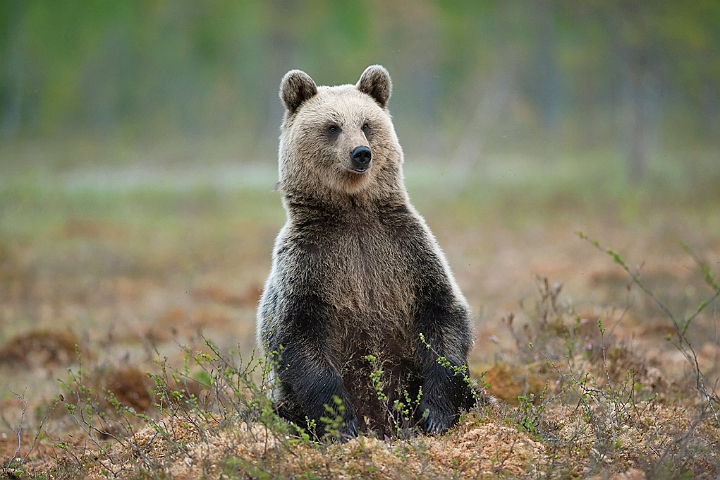 WAH009216.jpg - Brun bjørn (Brown Bear), Finland