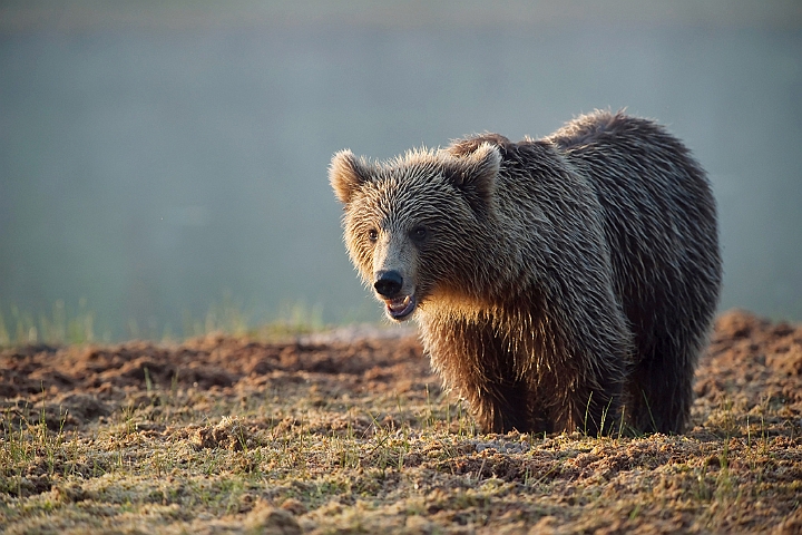 WAH009236.jpg - Brun bjørn (Brown Bear), Finland