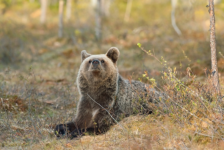 WAH009385.jpg - Brun bjørn (Brown Bear), Finland