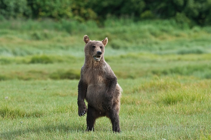 WAH014316.jpg - Brun bjørneunge (Brown Bear Cub)