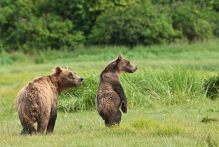 WAH014318.jpg - Brun bjørn (Brown Bear), Alaska