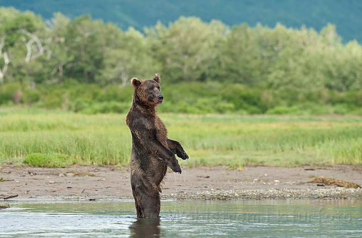 WAH014387.jpg - Brun bjørn (Brown Bear) Alaska