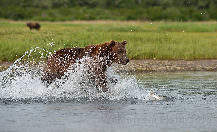 WAH014401.jpg - Brun bjørn (Brown Bear)