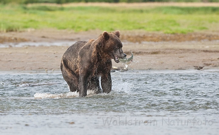 WAH014421.jpg - Brun bjørn, der fanger laks (Brown Bear, catching Salmon)