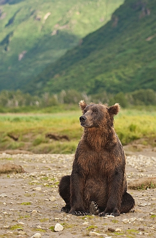 WAH014500.jpg - Brun bjørn (Brown Bear)