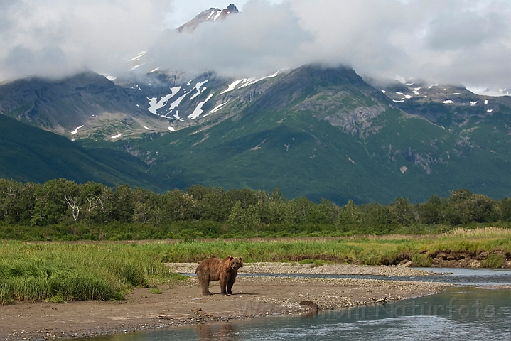 WAH014528.jpg - Brun bjørn (Brown bear), Alaska