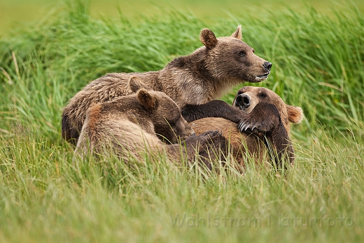 WAH014541.jpg - Brun bjørn, der dier sine unger (Brown Bear, nursing)