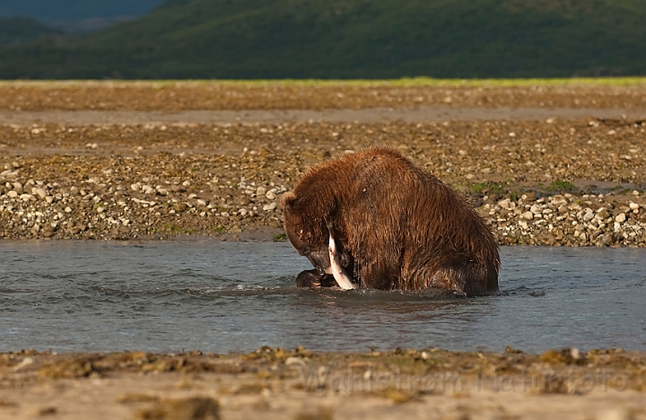 WAH014575.jpg - Brun bjørn (Brown Bear) Alaska