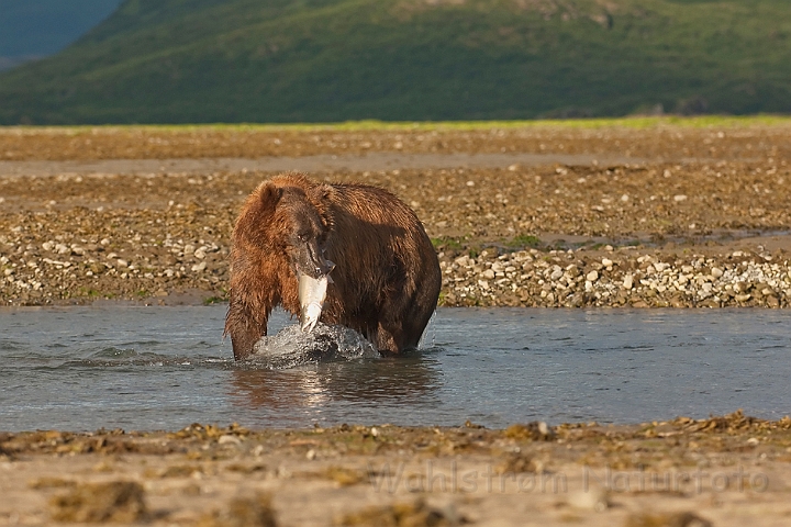 WAH014576.jpg - Brun bjørn, der fanger laks (Brown bear, catching Salmon)