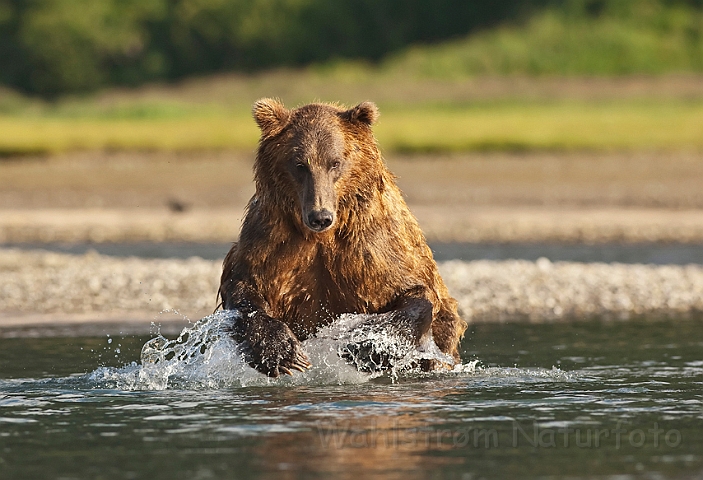 WAH014591.jpg - Brun bjørn (Brown Bear), Alaska