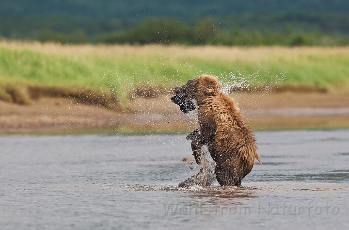 WAH014625.jpg - Bjørneunge (Brown Bear Cub)