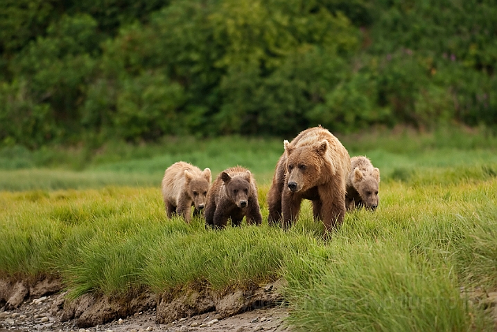 WAH014661.jpg - Brun bjørn (Brown Bear) Alaska