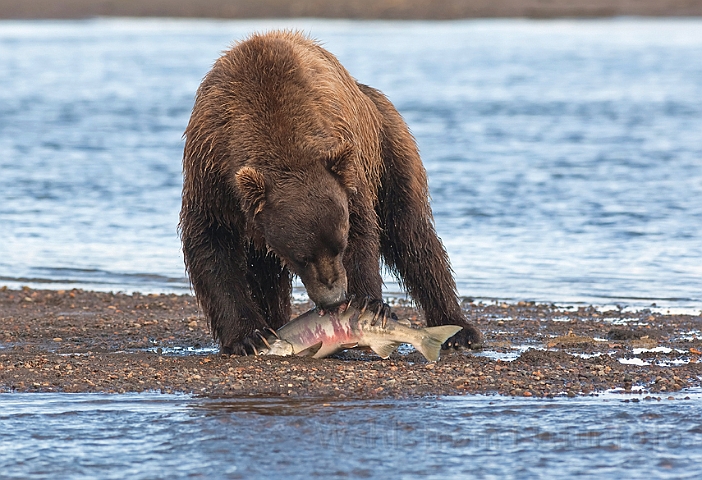 WAH014682.jpg - Brun bjørn (Brown Bear), Alaska