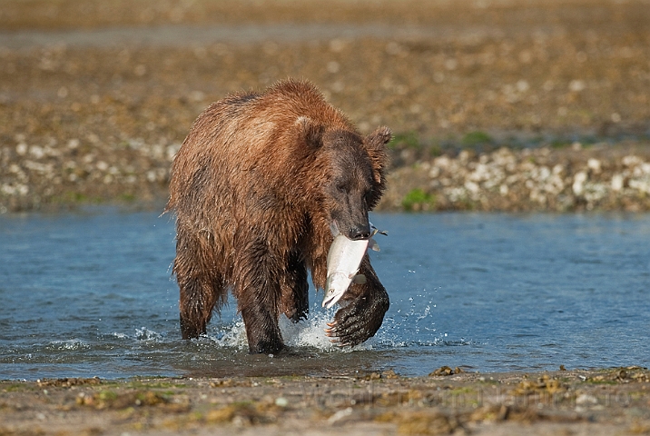 WAH014763.jpg - Brun bjørn med laks (Brown Bear with Salmon)