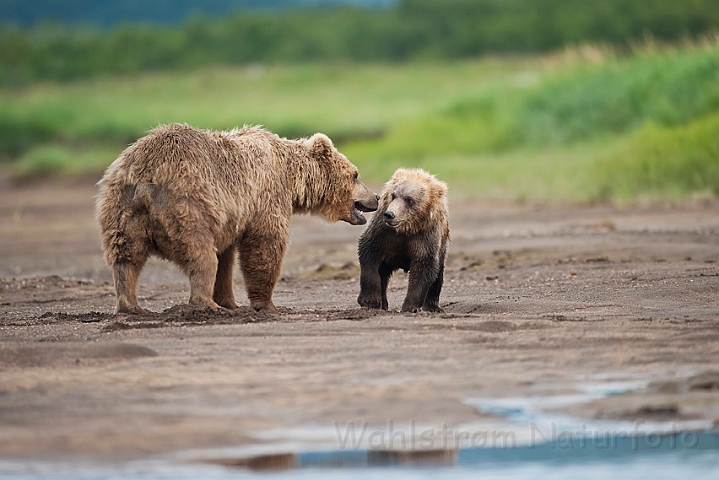 WAH014825.jpg - Brun bjørn (Brown Bear), Alaska