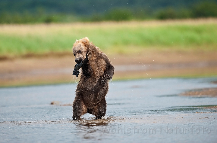 WAH014833.jpg - Brun bjørneunge (Brown Bear Cub)