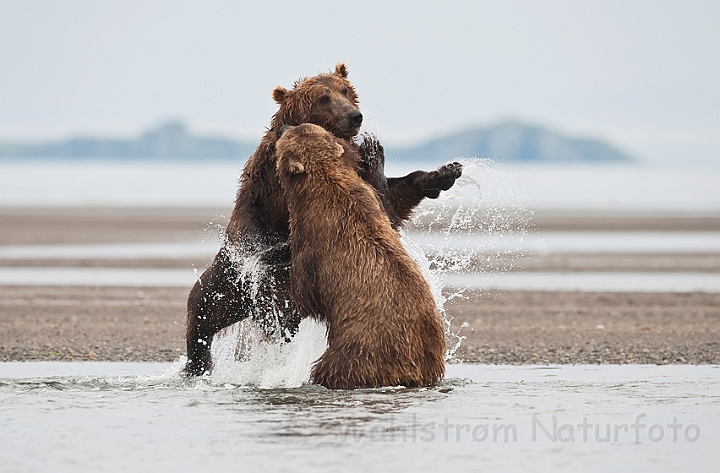 WAH014846.jpg - Brune bjørne (Brown Bears)