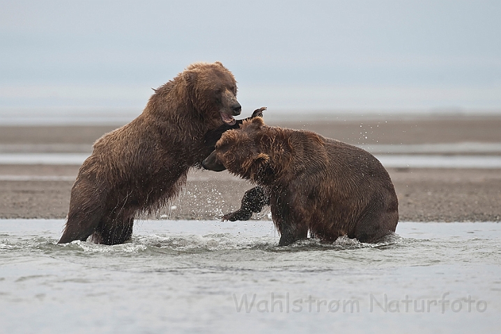 WAH014848.jpg - Brune bjørne, der brydes (Sparring Brown Bears)