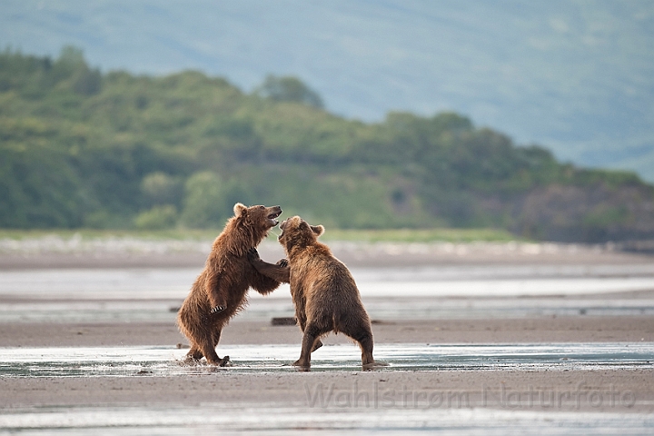 WAH014854.jpg - Brune bjørne, der brydes (Sparring Brown Bears)