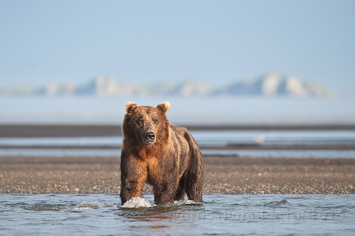 WAH014857.jpg - Brun bjørn (Brown Bear)