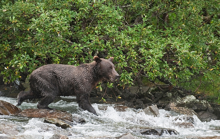 WAH014869.jpg - Brun bjørn (Brown Bear)