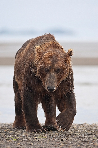 WAH014941.jpg - Brun bjørn (Brown Bear)