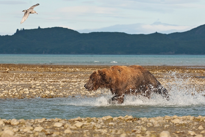 WAH014969.jpg - Brun bjørn (Brown Bear)