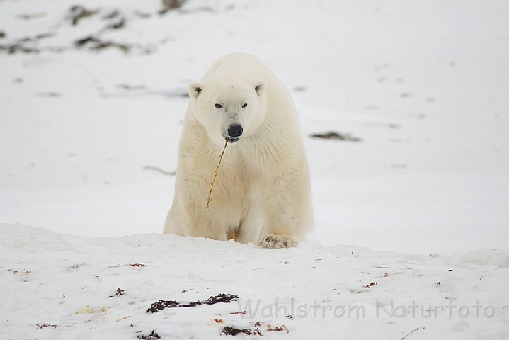 WAH000587.jpg - Isbjørn (Polar Bear)