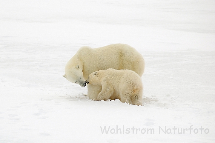 WAH000766.jpg - Isbjørn med unge (Polar Bear with Cub)