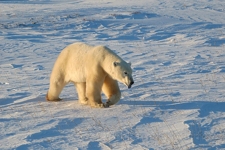 WAH000804.jpg - Isbjørn (Polar Bear)