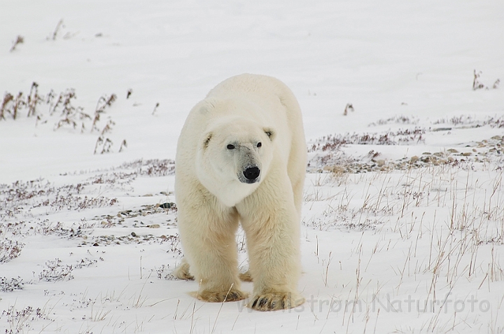 WAH000883.jpg - Isbjørn (Polar Bear)