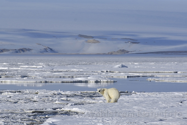 WAH006115P.jpg - Isbjørn (Polar Bear) Svalbard