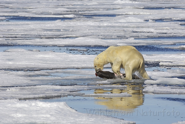 WAH006220.jpg - Isbjørn (Polar Bear) Svalbard