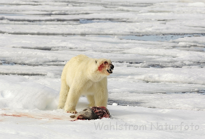 WAH006257P.jpg - Isbjørn (Polar Bear) Svalbard