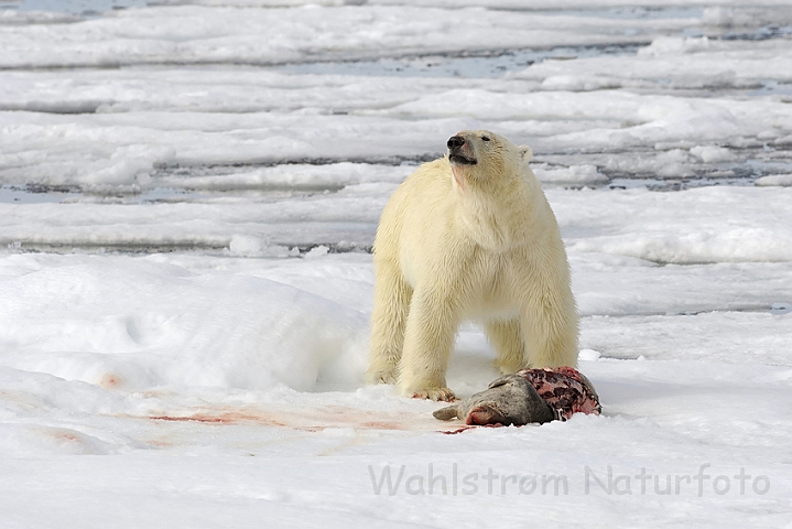 WAH006259P.jpg - Isbjørn (Polar Bear) Svalbard