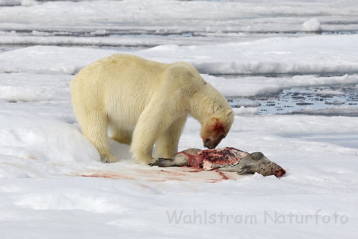 WAH006262.jpg - Isbjørn (Polar Bear) Svalbard