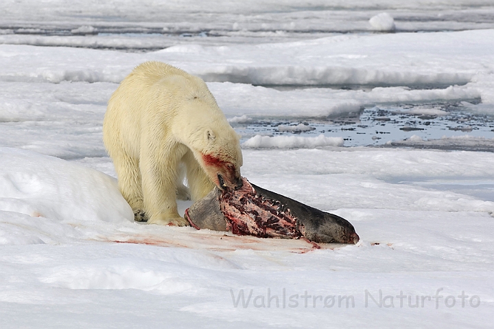 WAH006263.jpg - Isbjørn (Polar Bear) Svalbard