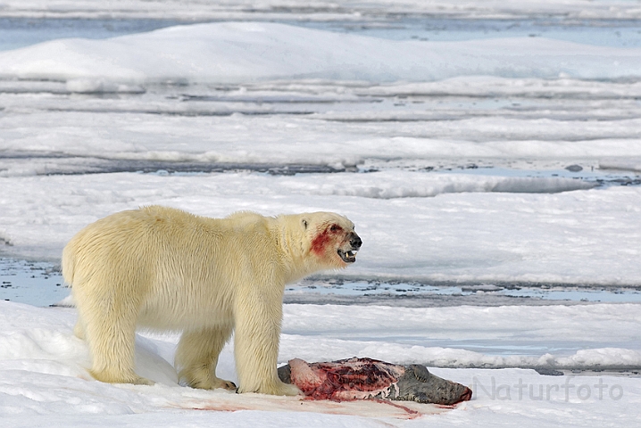 WAH006275P.jpg - Isbjørn (Polar Bear) Svalbard