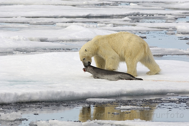 WAH006285P.jpg - Isbjørn (Polar Bear) Svalbard