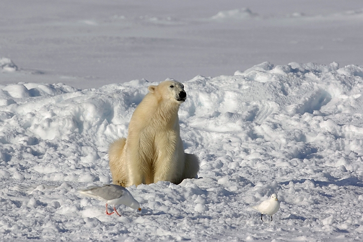 WAH007950.jpg - Isbjørn (Polar Bear), Svalbard