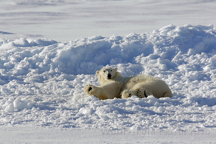 WAH007966.jpg - Isbjørn (polar Bear), Svalbard